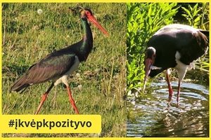 Kėdainiuose fotografę pradžiugino prie parko pasirodęs itin retas ir saugomas paukštis