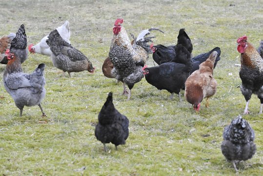 Numušė spyną ir pasigavo septynias vištas