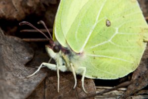 Šešios nuostabių drugelių rūšys, kuriuos galite pamatyti Lietuvos pievose ar miškuose
