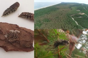 Pradedami purkšti Lietuvos pušynai, užpulti kenkėjo vienuolio verpiko