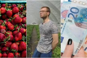 Kaina neišgąsdino: lietuviškas braškes išgraibstė ir po 12 eurų – visiems norintiems nė neužteko