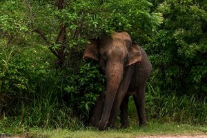 Kraupi egzekucija besilaukiančiai dramblio patelei: žmonės petardomis išsprogdino straublį ir nasrus