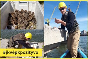 Klaipėdos uoste – neeilinė gelbėjimo operacija: išsaugojo būrį kirų jauniklių