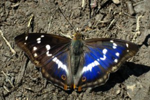 Drugelį galite užsiauginti namuose: žingsnis po žingsnio, kaip tai padaryti