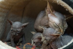 Sfinksai – beplaukės maudynes dievinančios katės