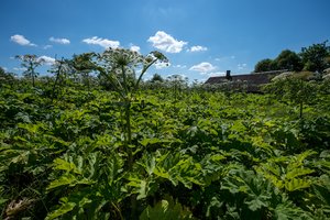 Patarė, kaip naikinti Sosnovskio barščius: būdas pavojingas, bet veiksmingas