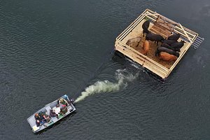 Aukštaitijos ūkininkas tęsia šimtametę tradiciją: karvės plukdomos į ežero salą