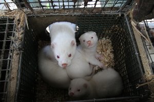 Audinių augintojai prašo paramos, kitaip migdys jauniklius 