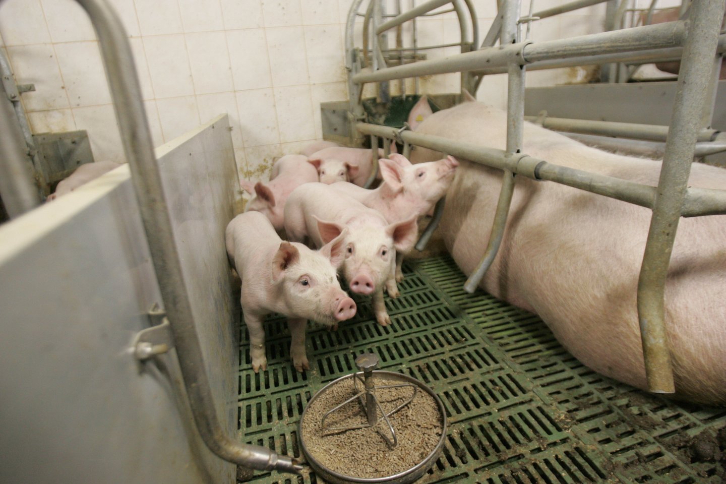 Šiltėjant orams, afrikinio kiaulių maro (AKM) rizika didėja, todėl greitai galima tikėtis viruso protrūkių ir Lietuvos kiaulių ūkiuose, teigia Valstybinė maisto ir veterinarijos tarnyba (VMVT).<br>A.Barzdžiaus nuotr.