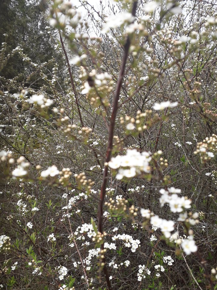 Valstybinių miškų urėdijos Dubravos arboretume įspūdingais žiedais pasipuošė rododendrų kolekcija, pražydo ir kiti augalai.<br>Valstybinių miškų urėdijos Dubravos arboretumo nuotr.