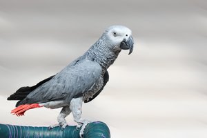 Moteris verkdama ir šūkaudama klaidžiojo gatvėmis: ieškojo savo numylėtos Chanel