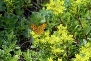 Nors užmerkti akių negali, drugeliai vis tiek mėgaujasi savotišku miegu