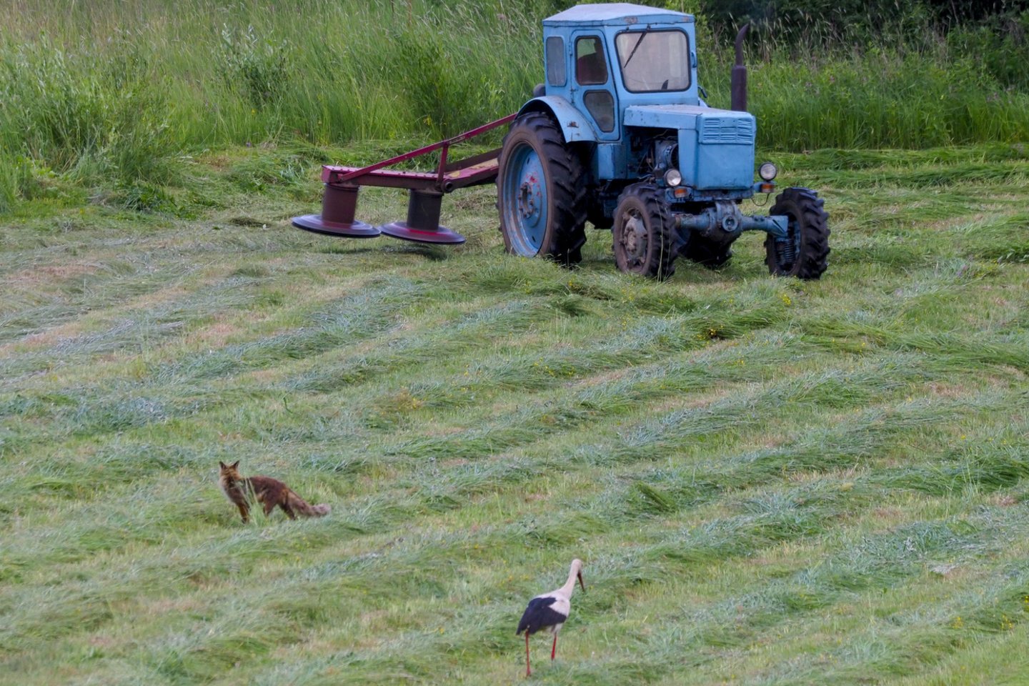 Telšių r. įkliuvo girtas traktorininkas.