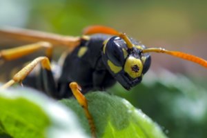Vaistininkas patarė, kaip apsisaugoti nuo vabzdžių ir ką daryti jiems įgėlus