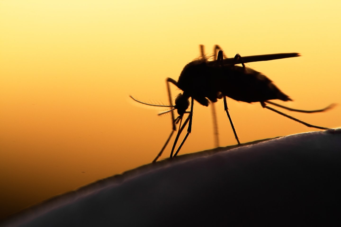  Per artimiausius dvejus metus biotechnologijų įmonė „Oxitec“ planuoja į natūralią Floridos ir Teksaso aplinką išleisti milijonus genetiškai modifikuotų moskitų.<br> 123rf nuotr.