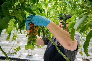 Vokiečiai švelnina ribojimus sezoniniams darbininkams – reikia nuimti derlių
