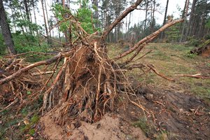 Vėtra Nemenčinėje išvartė 4 hektarus medžių: pušis ir egles rovė su šaknimis