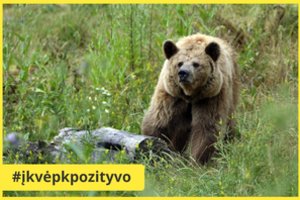 Prie Kupiškio pastebėta meška: susigundė druskos laižykla