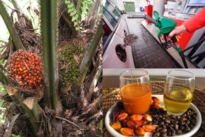 14 Lietuvos organizacijų ragina riboti palmių aliejaus naudojimą