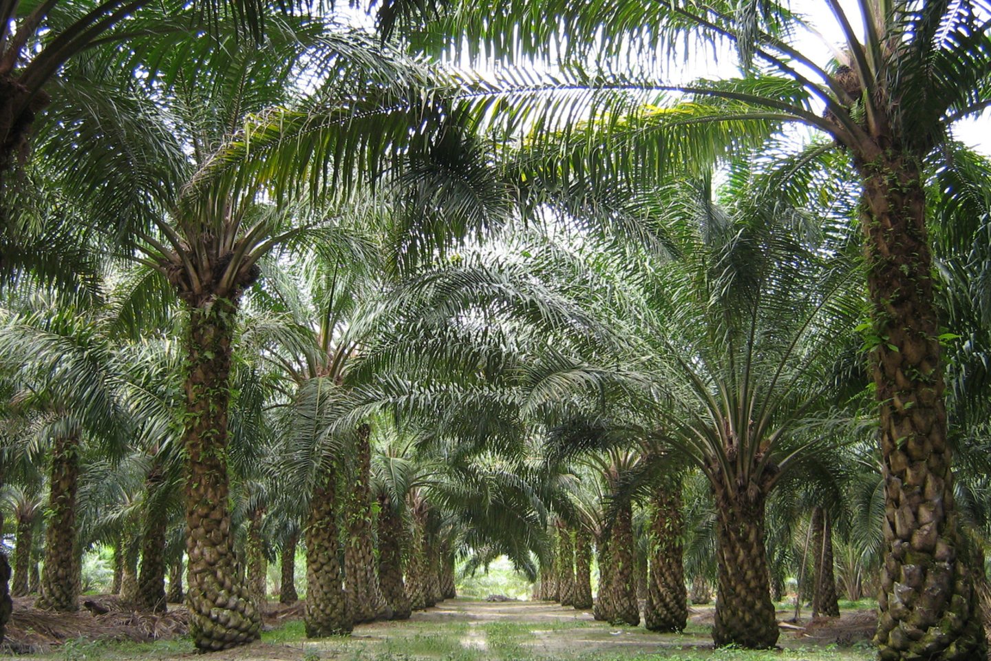 Indonezijoje ir Malaizijoje sparčiai kertami atogrąžų miškai (85 proc. palmių aliejaus pagamina šiose šalyse). Vien tik Indonezijoje iki 2025 m. bus sunaikinta 26 mln. hektarų atogrąžų miško, o atlaisvinta žemės užsodinta alyvpalmėmis – šis plotas beveik 4 kartus didesnis už Lietuvą.<br> Wikipedia nuotr.