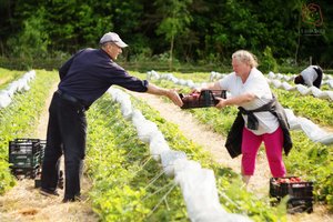 Anykštėnas dalijasi 25 metus braškes auginančių tėvų patirtimi – visada sulaukia puikaus derliaus
