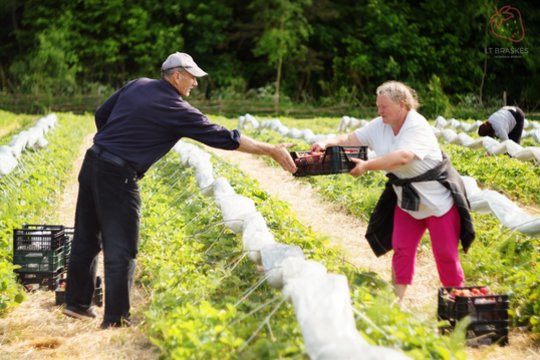 Anykštėnas dalijasi 25 metus braškes auginančių tėvų patirtimi – visada sulaukia puikaus derliaus