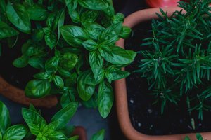 Daržas ant palangės: ką ir kaip galime auginti namuose