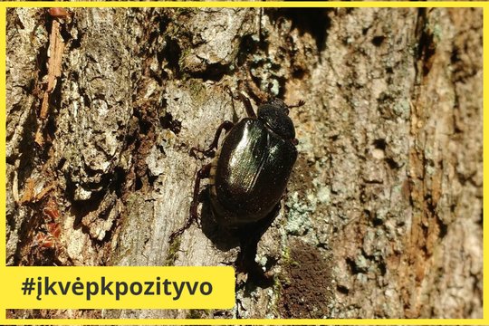 Zoologijos sode – ypatingas atvejis: pirmą kartą išaugintos nykstančio vabalo lervos