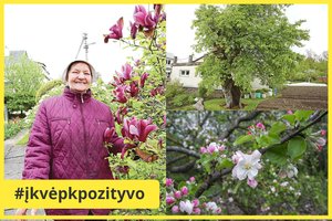 Seniausia obelis Lietuvoje – privačiame kieme: sulaukė net 360 metų