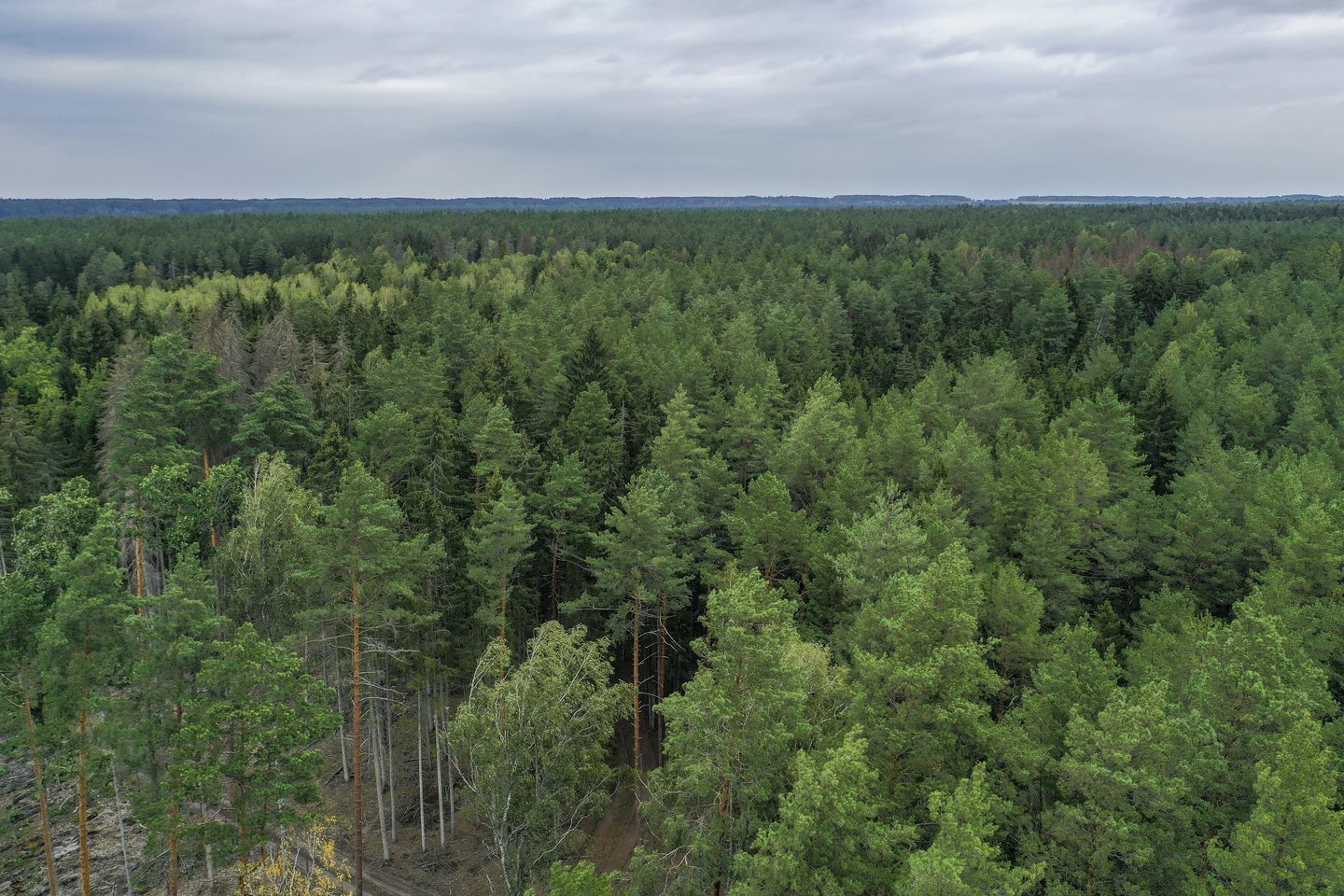 Aplinkos ministras Kęstutis Mažeika sako, kad jo pozicija dėl vieno vertingiausių šalies miško masyvų Punios šilo nesikeičia – plėsti rezervato ploto neketinama, reikia peržiūrėti buveinių ribas.<br>V.Ščiavinsko nuotr.