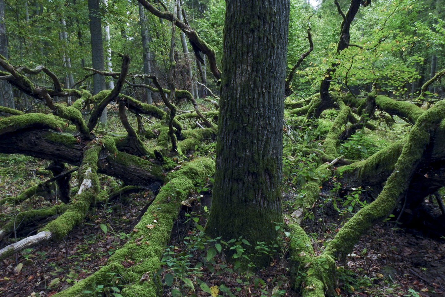 Aplinkos ministras Kęstutis Mažeika sako, kad jo pozicija dėl vieno vertingiausių šalies miško masyvų Punios šilo nesikeičia – plėsti rezervato ploto neketinama, reikia peržiūrėti buveinių ribas.<br>V.Ščiavinsko nuotr.