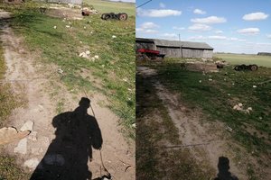 Šunų laikymo sąlygos pašiurpino: vienas – tarp išmatų voljere, kitas – surūdijusioje statinėje