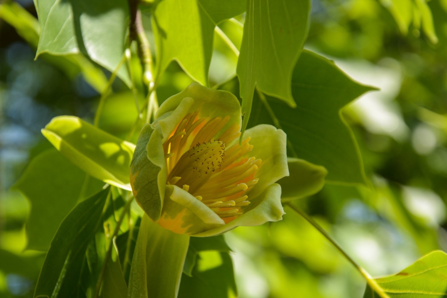 VDU Botanikos sode augantis tulpmedis buvo išaugintas iš sėklų, surinktų Veliuonos parke 1950 m.<br> VDU nuotr.