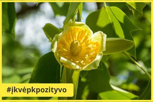 Kaune pražydo įspūdingas augalas – gelsvažiedis tulpmedis