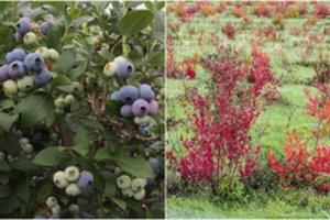 Vilnietės kaimynai kasmet džiaugiasi šilauogių derliumi: vienas jų patarimas – auksinis