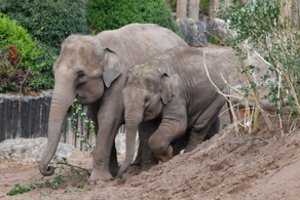 Elektros smūgis užmušė dramblį