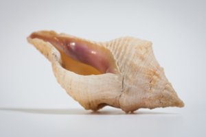 Knyga atveria kriauklių pasaulį: viena pavadinta Landsbergio afrikinuke