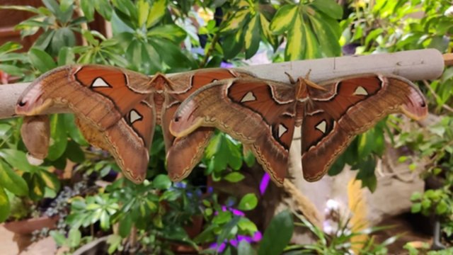 Didžiausi drugeliai pasaulyje savo sparnais uždengs žmogaus delnus