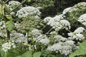 Savivaldybėms skiriama beveik 600 tūkst. eurų Sosnovskio barščiui naikinti