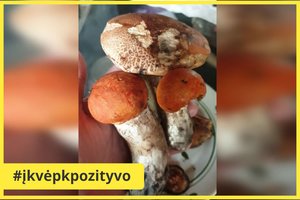 Grybautojai suskubo tikrinti miškus: kai kurie namo jau neša gražų laimikį