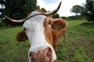 Latvijos ūkininkai įspėja apie kritinę padėtį pieno sektoriuje