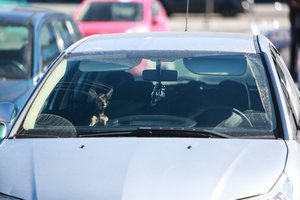 Pasitelkę kantrybę šunis važiuoti automobiliu pripratinti gali visi