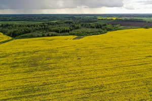 Suskubkite: liko savaitė pasėlius deklaruoti laiku