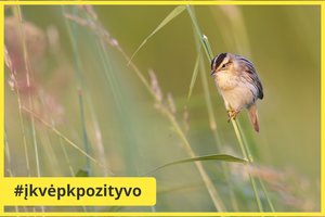 Lietuvoje daugėja itin retų paukščių: užfiksuota populiacija – didžiausia per 15 pastarųjų metų