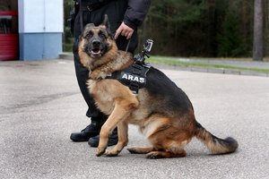 Viena populiariausių šunų veislių: vedliai akliesiems, sargai ir ištikimiausi draugai