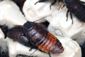 Kaip iš siaubo filmo: už kritiką įpykę prekybos milžinės vadovai peržengė visas ribas