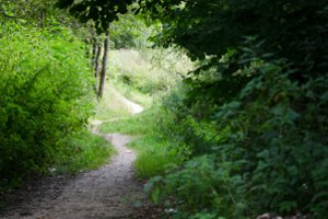 Didžiausi apleistos žemės plotai – Vilniaus ir Molėtų rajonuose