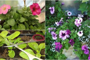 Petunijos ir surfinijos – gėlės, kurios klesti ne visuose kiemuose: tik todėl, kad daroma viena klaida