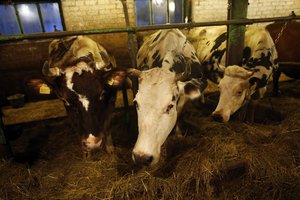 Nepaisant pieno kainų griūties pasaulyje, Lietuvoje jos išlieka stabilios