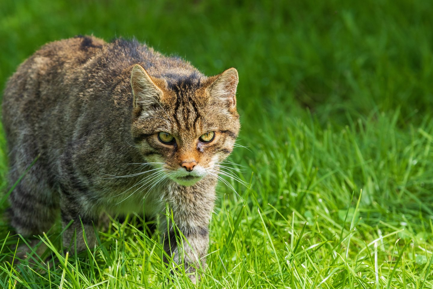 Katės agresiją nuo seno naudoja dėl daugelio priežasčių, tokių kaip grobio medžiojimas, savigyna, teritorijos gynimas ir konkurentų atsikratymas.<br>123rf nuotr.